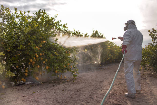 Best Emergency Pest Control  in Port Sulphur, LA