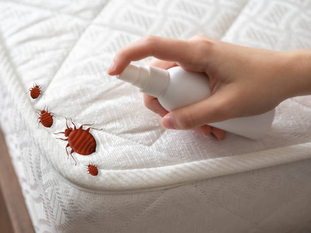 Best Bed Bug Extermination  in Port Sulphur, LA