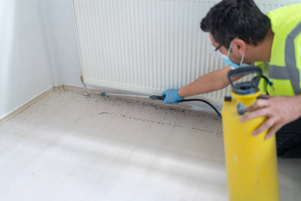 Best Flea Control Services  in Port Sulphur, LA