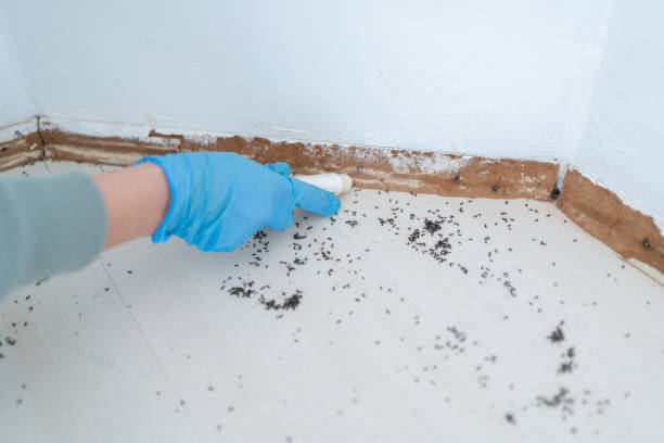 Flea Control Services in Port Sulphur, LA